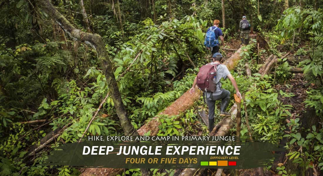 Deep Jungle Experience four or five days Deep Jungle Experience four or five days tour